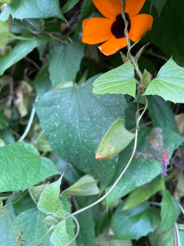Schwarzaeugige Susanne — Bild 2 von 8