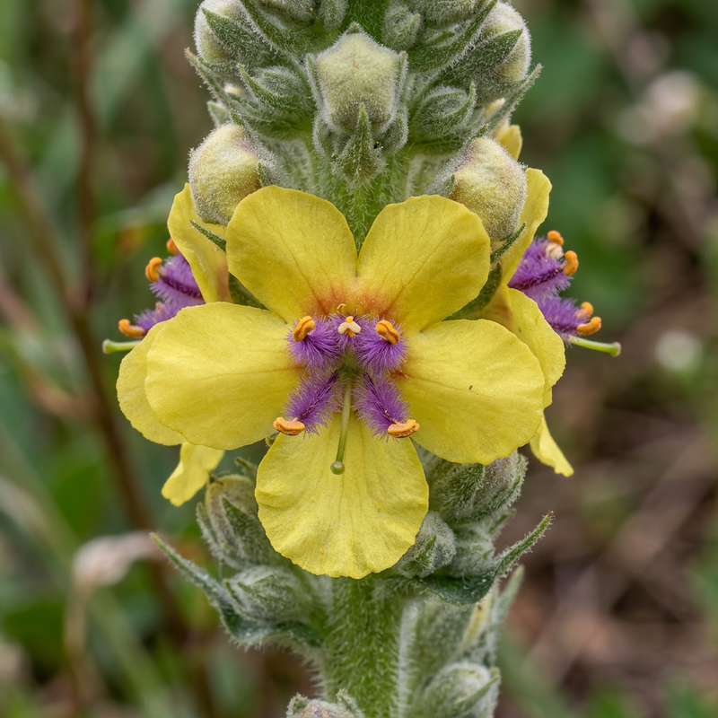 Schwarze Königskerze (Verbascum chaixii orientale), KI-Illustration