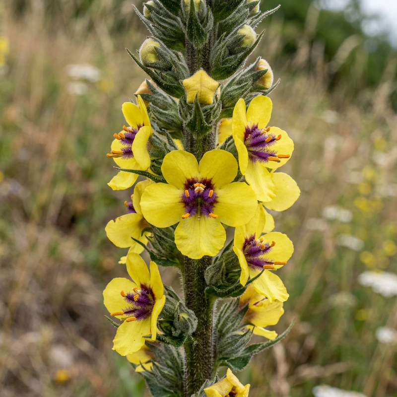 Schwarze Königskerze (Verbascum nigrum), KI-Illustration