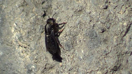 Schwarze Mörtelbiene — Bild 4 von 10