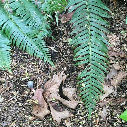 Schwarze Wegschnecke — Bild 4 von 8