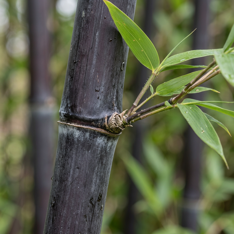 Schwarzer Bambus (Phyllostachys nigra), KI-Illustration