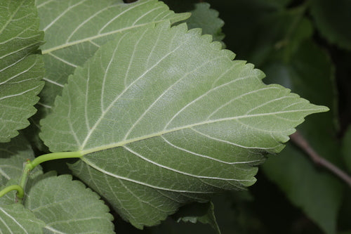 Schwarzer Maulbeerbaum — Bild 3 von 9