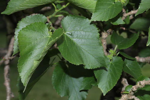 Schwarzer Maulbeerbaum — Bild 2 von 9