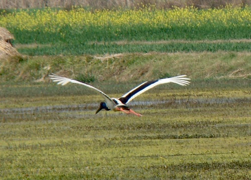 Schwarzhalsstorch — Bild 5 von 8