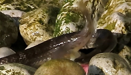 Schwarzmund-Grundel — Bild 3 von 10