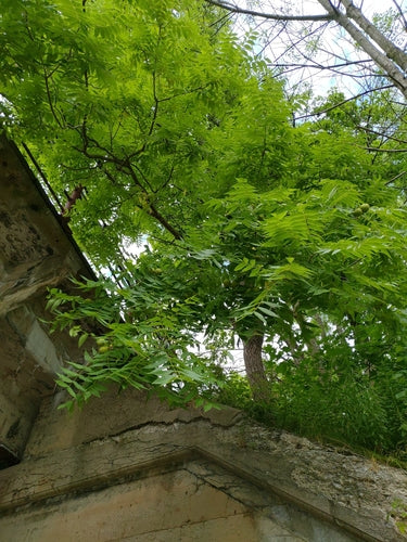 Schwarznuss — Bild 5 von 8