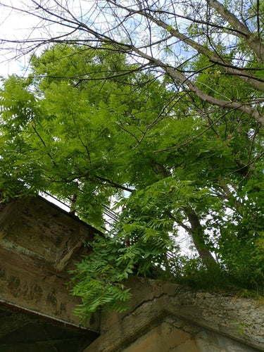 Schwarznuss — Bild 4 von 8