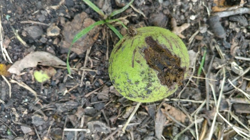 Schwarznuss — Bild 3 von 8