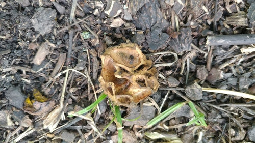 Schwarznuss — Bild 2 von 8