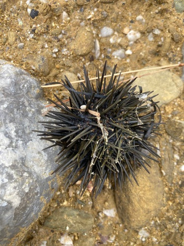 Schwarzseeigel — Bild 5 von 8