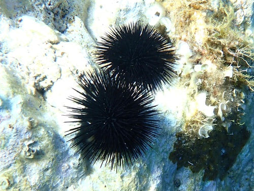 Schwarzseeigel — Bild 1 von 8