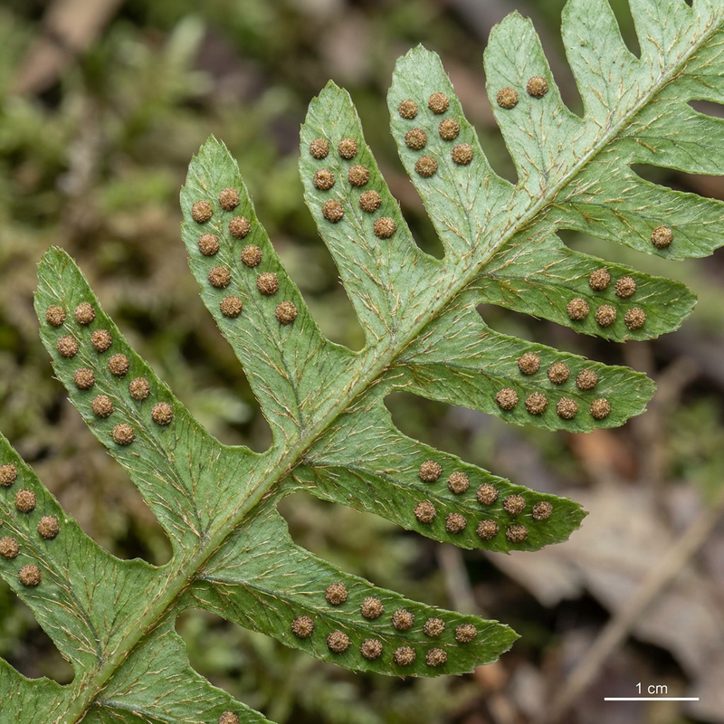 Schwertfarn (Nephrolepis exaltata), KI-Illustration