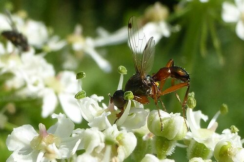 Schwingfliege — Bild 5 von 9