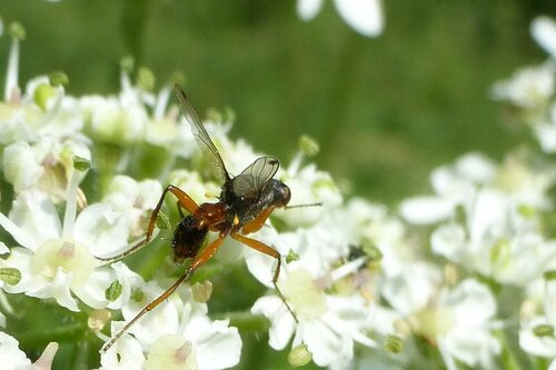 Schwingfliege — Bild 4 von 9