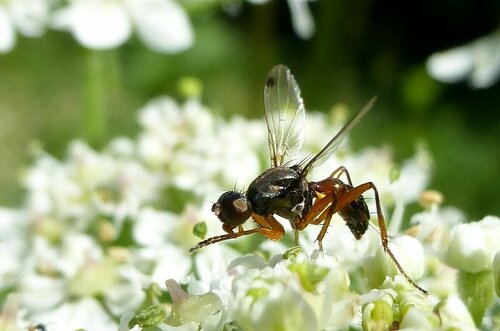 Schwingfliege — Bild 3 von 9