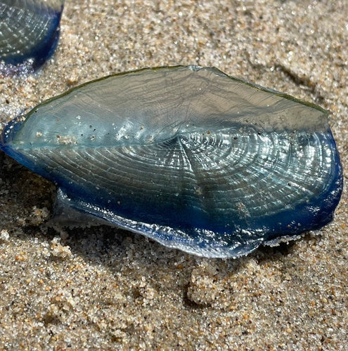 Segelqualle — Bild 5 von 10