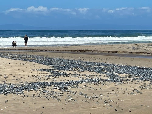 Segelqualle — Bild 3 von 10