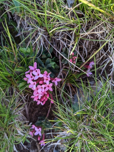 Seidelbast — Bild 3 von 8