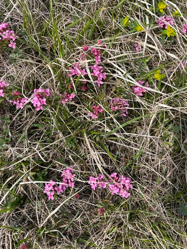 Seidelbast — Bild 2 von 8