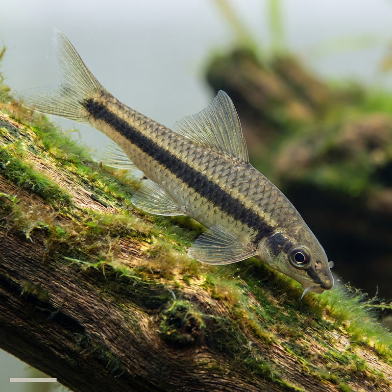 Siamesische Rüsselbarbe (Crossocheilus oblongus), KI-Illustration