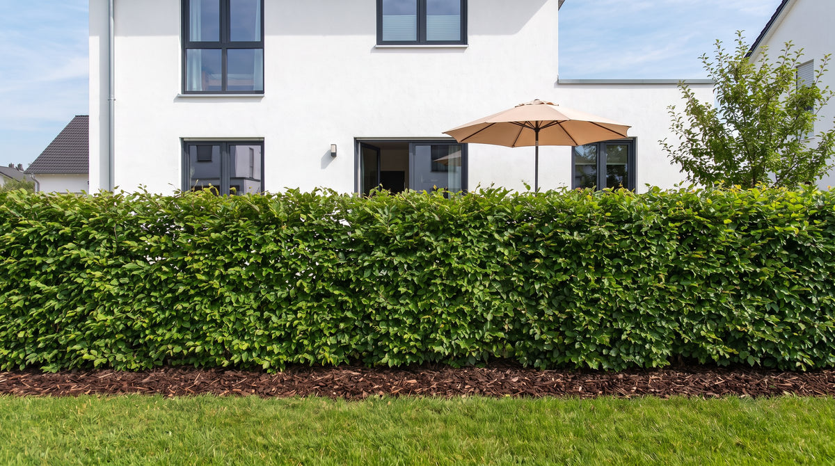 Hainbuche als 1,80 m hohe Hecke (Sommer) vor der Terrasse der Nachbarn – KI-Visualisierung