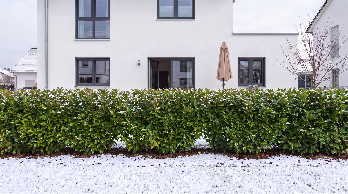 Portugiesischer Lorbeer als 1,80 m hohe Hecke (Winter) vor der Terrasse der Nachbarn – KI-Visualisierung
