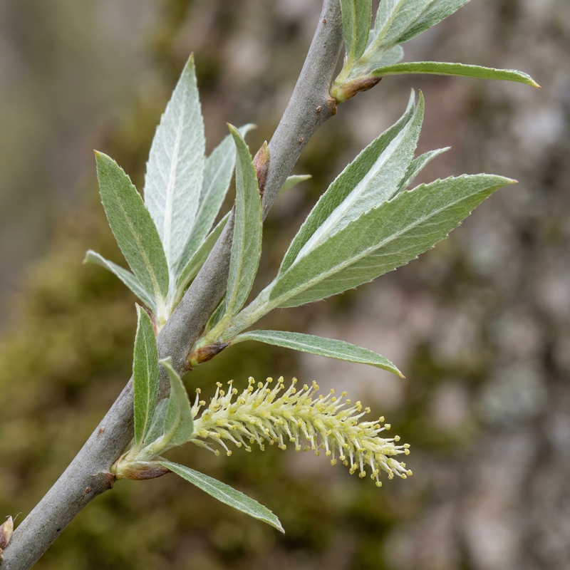 Silber-Weide (Salix alba), KI-Illustration