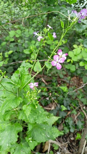 Silberblatt — Bild 4