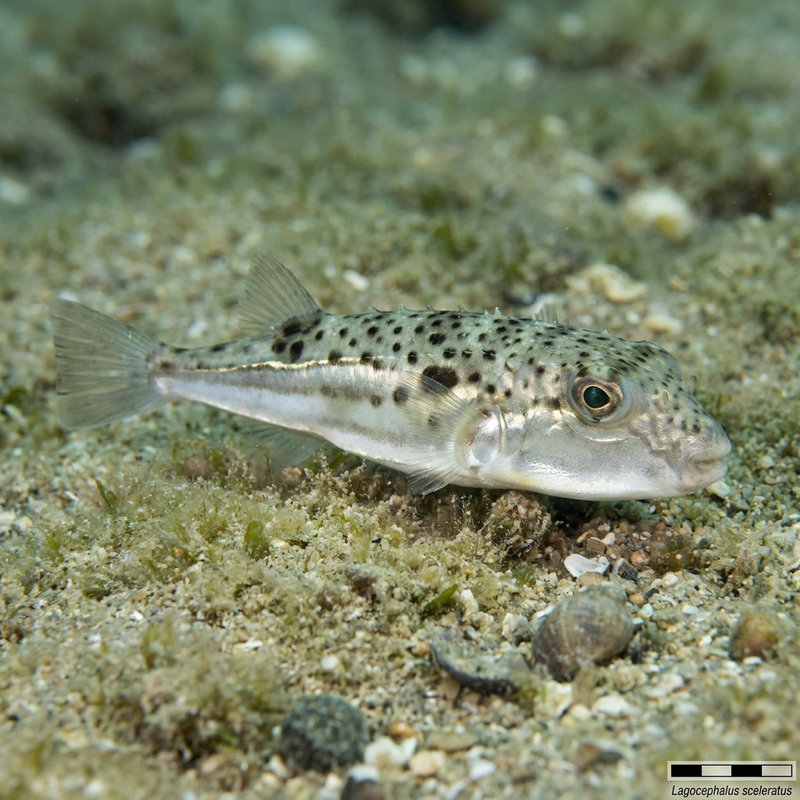 Silberstreifen-Kugelfisch (Lagocephalus sceleratus), KI-Illustration