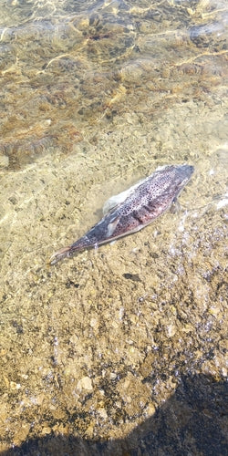 Silberstreifen-Kugelfisch — Bild 3 von 6