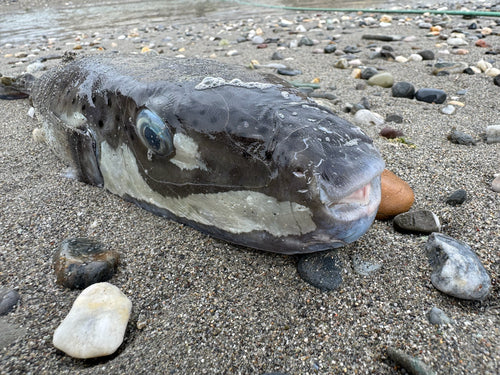 Silberstreifen-Kugelfisch — Bild 5 von 6
