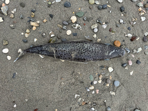 Silberstreifen-Kugelfisch — Bild 4 von 6