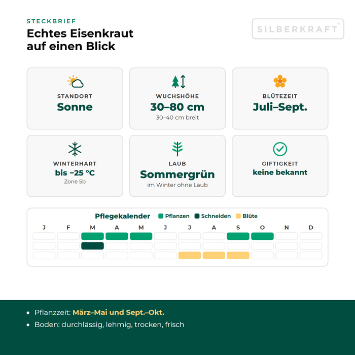 Steckbrief Echtes Eisenkraut (Verbena officinalis) mit Standort, Wuchshöhe, Winterhärte, Giftigkeit und Pflegekalender