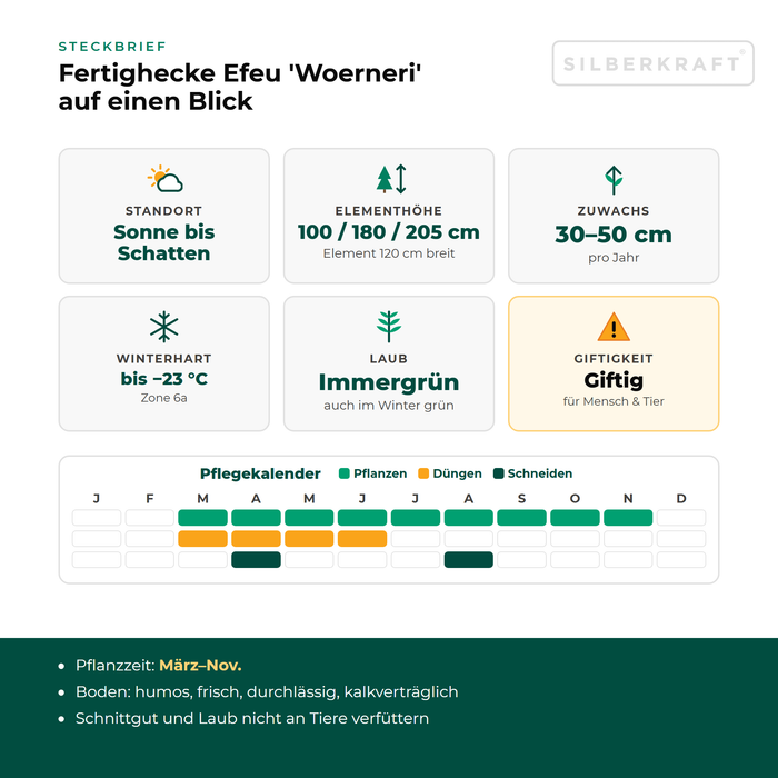 Steckbrief Fertighecke Efeu 'Woerneri' mit Standort, Elementhöhe, Zuwachs, Winterhärte, Giftigkeit und Pflegekalender