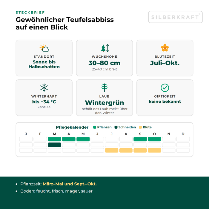 Steckbrief Gewöhnlicher Teufelsabbiss (Succisa pratensis) mit Standort, Wuchshöhe, Winterhärte, Giftigkeit und Pflegekalender
