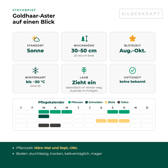 Steckbrief Goldhaar-Aster (Galatella linosyris) mit Standort, Wuchshöhe, Winterhärte, Giftigkeit und Pflegekalender