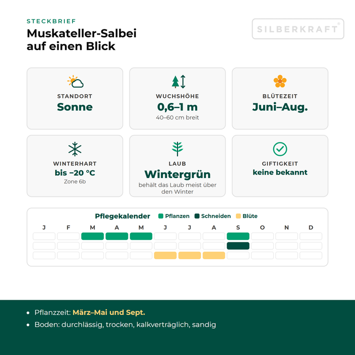 Steckbrief Muskateller-Salbei (Salvia sclarea) mit Standort, Wuchshöhe, Winterhärte, Giftigkeit und Pflegekalender