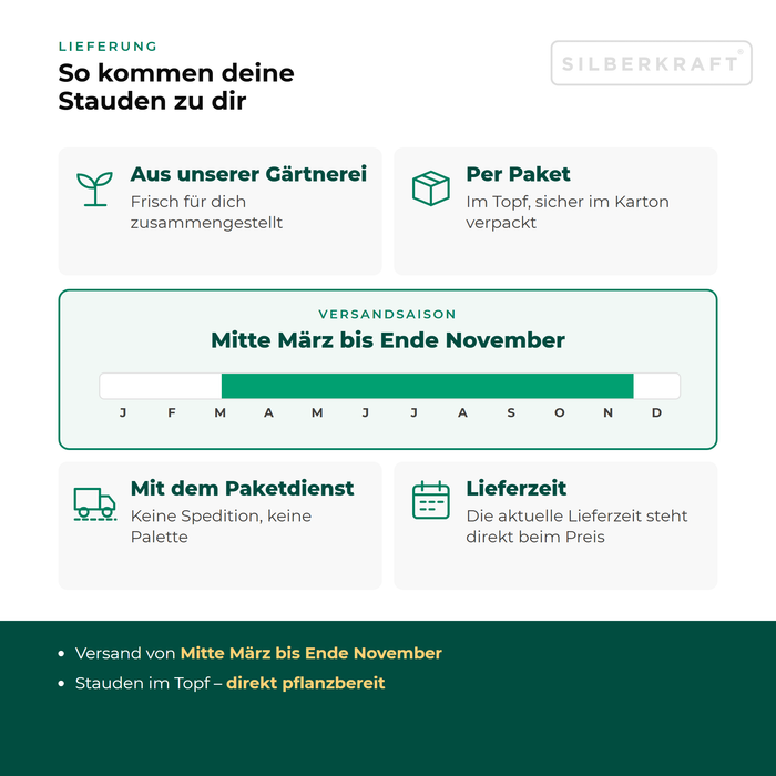Lieferung Tauben-Skabiose: Paketversand im Topf aus unserer Gärtnerei, Versandsaison Mitte März bis Ende November