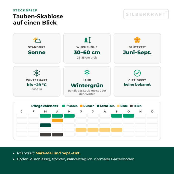 Steckbrief Tauben-Skabiose (Scabiosa columbaria) mit Standort, Wuchshöhe, Winterhärte, Giftigkeit und Pflegekalender