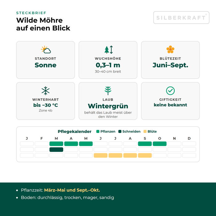 Steckbrief Wilde Möhre (Daucus carota) mit Standort, Wuchshöhe, Winterhärte, Giftigkeit und Pflegekalender