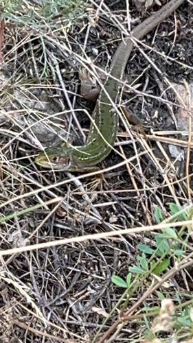 Smaragdeidechse — Bild 5 von 9