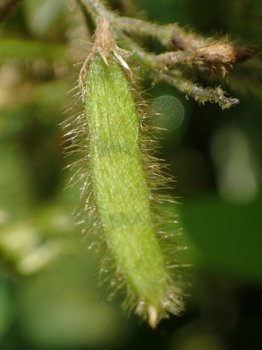 Sojabohne — Bild 4 von 8