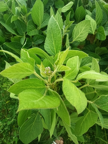 Sojabohne — Bild 2 von 8
