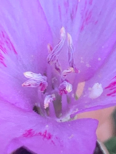 Sommerazalee — Bild 1 von 8