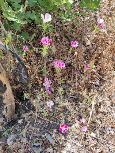 Sommerazalee — Bild 4 von 8