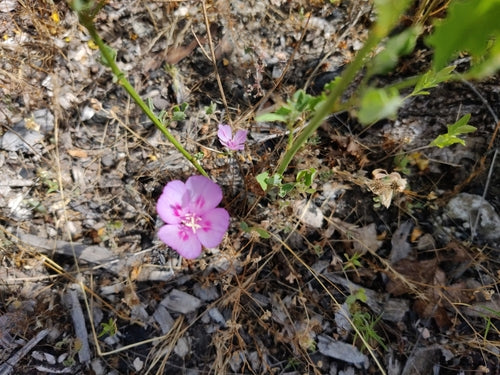 Sommerazalee — Bild 3 von 8