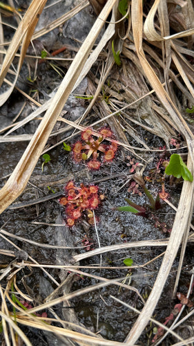 Sonnentau — Bild 2 von 9