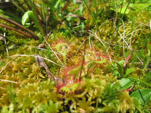 Sonnentau — Bild 5 von 9
