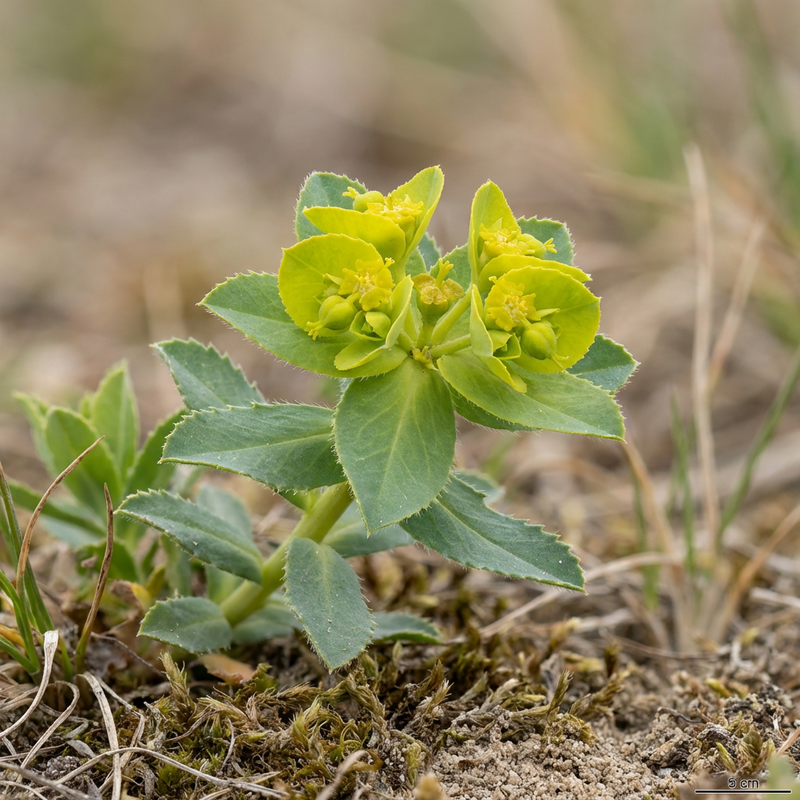 Sonnwend-Wolfsmilch (Euphorbia helioscopia), KI-Illustration